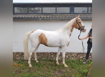 Palomino, Castrone, 11 Anni, 156 cm, Pezzato