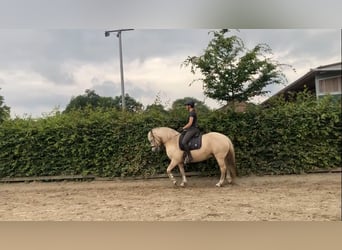 Palomino, Castrone, 13 Anni, 150 cm, Palomino