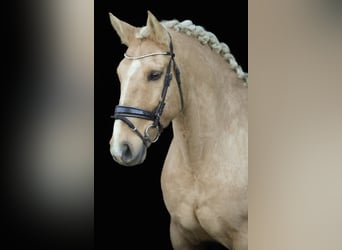 Palomino, Castrone, 14 Anni, 160 cm, Palomino