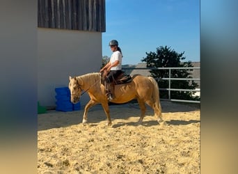 Palomino, Castrone, 3 Anni, 150 cm