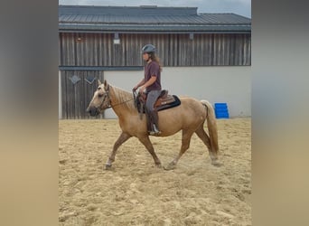 Palomino, Castrone, 3 Anni, 150 cm