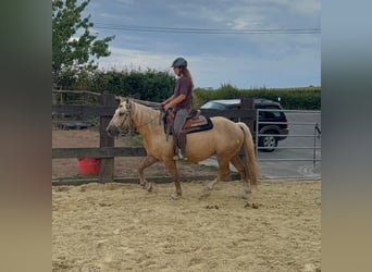 Palomino, Castrone, 3 Anni, 150 cm