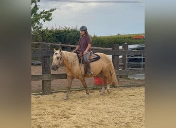 Palomino, Castrone, 3 Anni, 150 cm