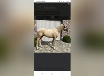 Palomino, Castrone, 5 Anni, 148 cm, Palomino