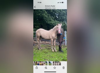 Palomino, Étalon, 2 Ans, 132 cm, Palomino