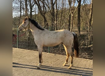 Palomino, Étalon, 2 Ans, 143 cm