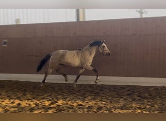 Palomino, Étalon, 2 Ans, 143 cm