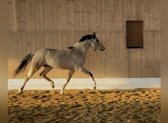 Palomino, Étalon, 2 Ans, 143 cm