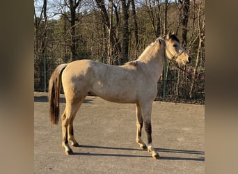 Palomino, Étalon, 2 Ans, 143 cm