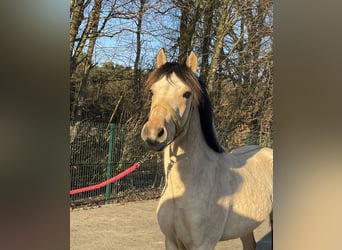 Palomino, Étalon, 2 Ans, 143 cm