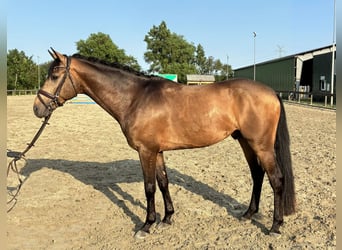 Palomino, Étalon, 5 Ans, 161 cm, Gris (bai-dun)