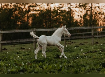 Palomino, Étalon, Poulain (04/2024), 168 cm, Cremello