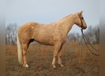 Palomino, Gelding, 10 years, 15 hh, Palomino