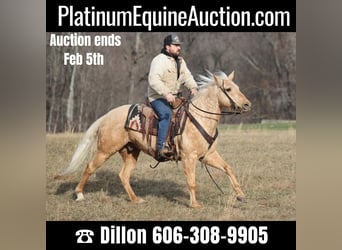 Palomino, Gelding, 10 years, 15 hh, Palomino