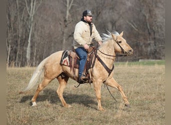 Palomino, Gelding, 10 years, 15 hh, Palomino