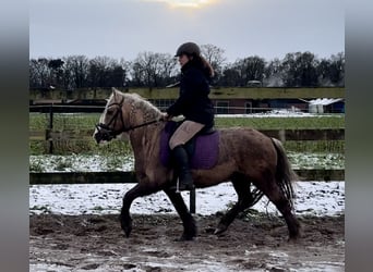 Palomino, Gelding, 13 years, 13 hh, Palomino