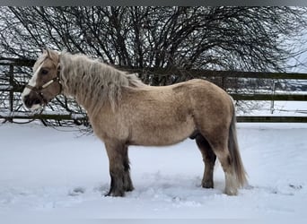 Palomino, Gelding, 13 years, 13 hh, Palomino