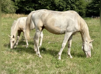 Palomino Mix, Gelding, 2 years, 16 hh, Palomino