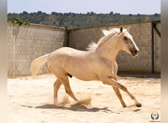 Palomino, Gelding, 3 years, 16.1 hh, Palomino