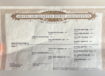 Palomino, Gelding, 5 years, 16.1 hh, Palomino