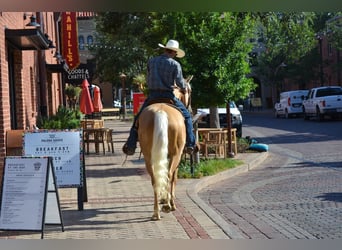 Palomino, Gelding, 5 years, 16.1 hh, Palomino