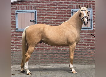 Palomino, Gelding, 5 years, 16.2 hh, Palomino