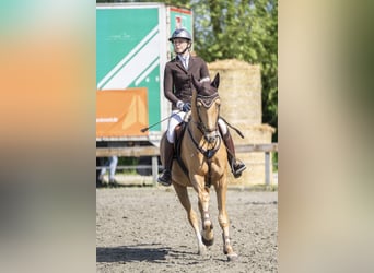 Palomino, Gelding, 7 years, 15.3 hh, Palomino