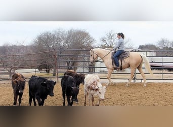 Palomino, Gelding, 7 years, 15 hh, Palomino