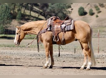 Palomino, Gelding, 7 years, 5,3 hh, Palomino