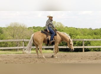 Palomino, Gelding, 8 years, 14 hh, Palomino