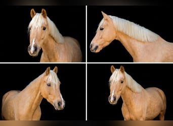 Palomino, Gelding, 9 years, 14.2 hh, Palomino