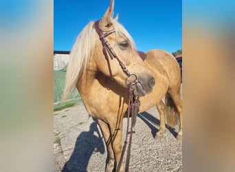 Palomino, Giumenta, 11 Anni, 138 cm, Palomino