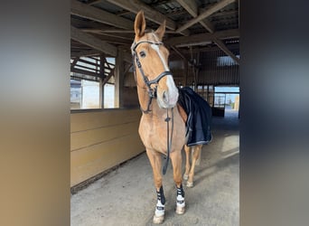 Palomino, Giumenta, 11 Anni, 170 cm
