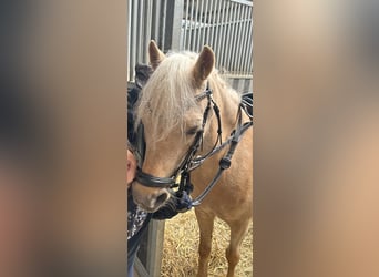 Palomino, Giumenta, 15 Anni, 110 cm, Palomino