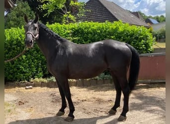 Palomino, Giumenta, 18 Anni, 165 cm, Morello