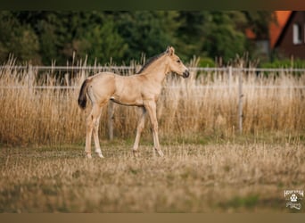 Palomino, Giumenta, 1 Anno, 157 cm, Pelle di daino