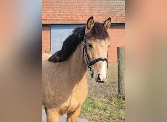 Palomino, Giumenta, 3 Anni, 135 cm, Palomino