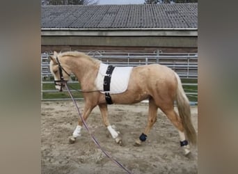 Palomino, Giumenta, 3 Anni, 140 cm, Palomino