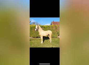 Palomino, Giumenta, 3 Anni, 140 cm, Palomino