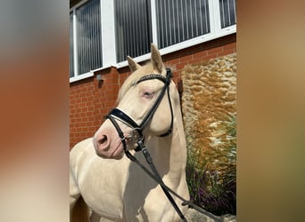 Palomino, Giumenta, 3 Anni, 141 cm, Palomino