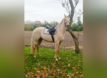 Palomino, Giumenta, 3 Anni, 160 cm, Palomino