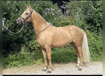 Palomino, Giumenta, 4 Anni, 147 cm