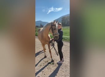 Palomino, Giumenta, 4 Anni, 160 cm, Palomino