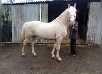 Palomino, Giumenta, 4 Anni, 168 cm, Pearl