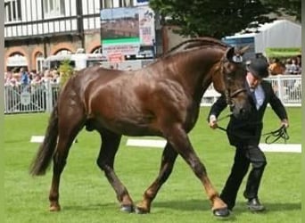 Palomino, Giumenta, 4 Anni, 168 cm, Pearl