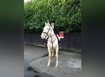 Palomino, Giumenta, 4 Anni, 168 cm, Pearl