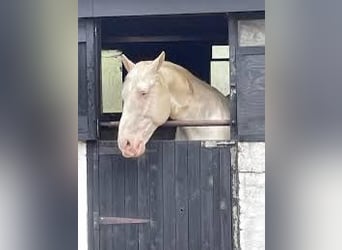 Palomino, Giumenta, 4 Anni, 168 cm, Pearl