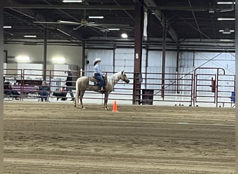 Palomino, Giumenta, 5 Anni, 142 cm, Palomino