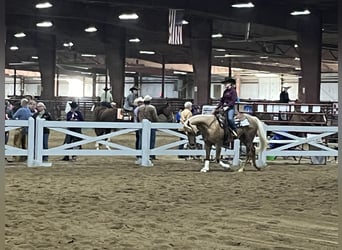 Palomino, Giumenta, 5 Anni, 142 cm, Palomino