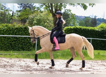 Palomino, Giumenta, 5 Anni, 162 cm, Palomino